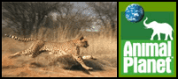 Cheetah Race Against Time